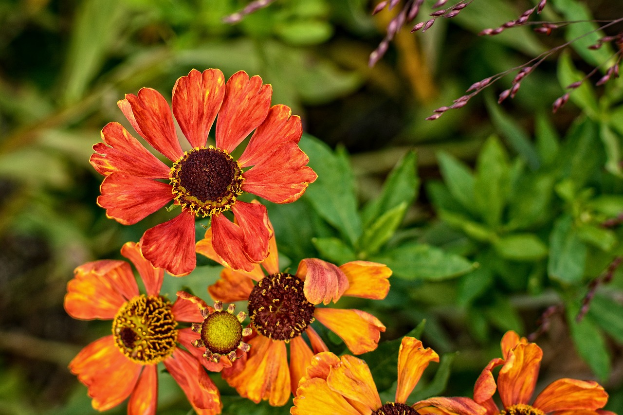 Saulės Aliejus, Helenium, Kompozitai, Gėlių Sodas, Žiedas, Žydėti, Oranžinė, Geltona, Flora, Gėlė