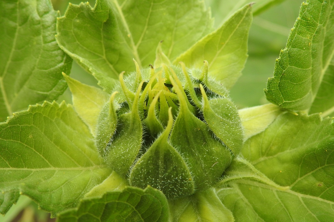 Saulės Gėlė, Budas, Žalias, Vasara, Helianthus, Nemokamos Nuotraukos,  Nemokama Licenzija