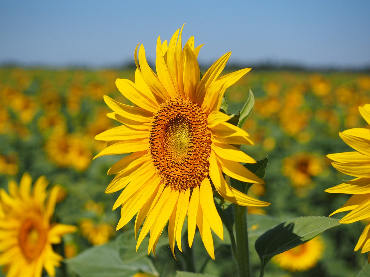 Saulės Gėlė, Žiedynas, Gėlių Krepšelis, Gėlė, Žiedas, Žydėti, Geltona, Liežuvis, Vamzdinės Gėlės, Helianthus Annuus