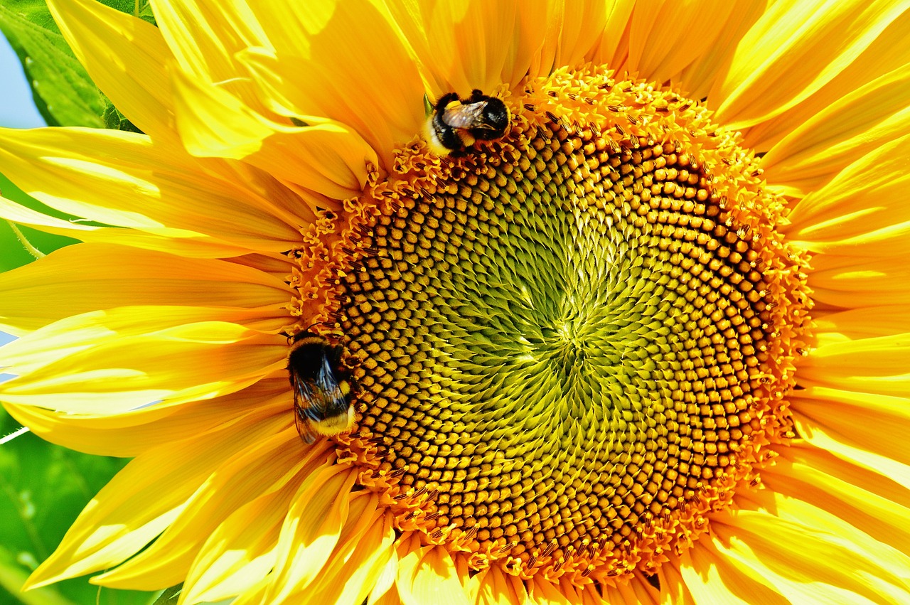 Saulės Gėlė, Kamanėlės, Vasara, Sodas, Žiedas, Žydėti, Geltona, Vabzdys, Helianthus, Gamta