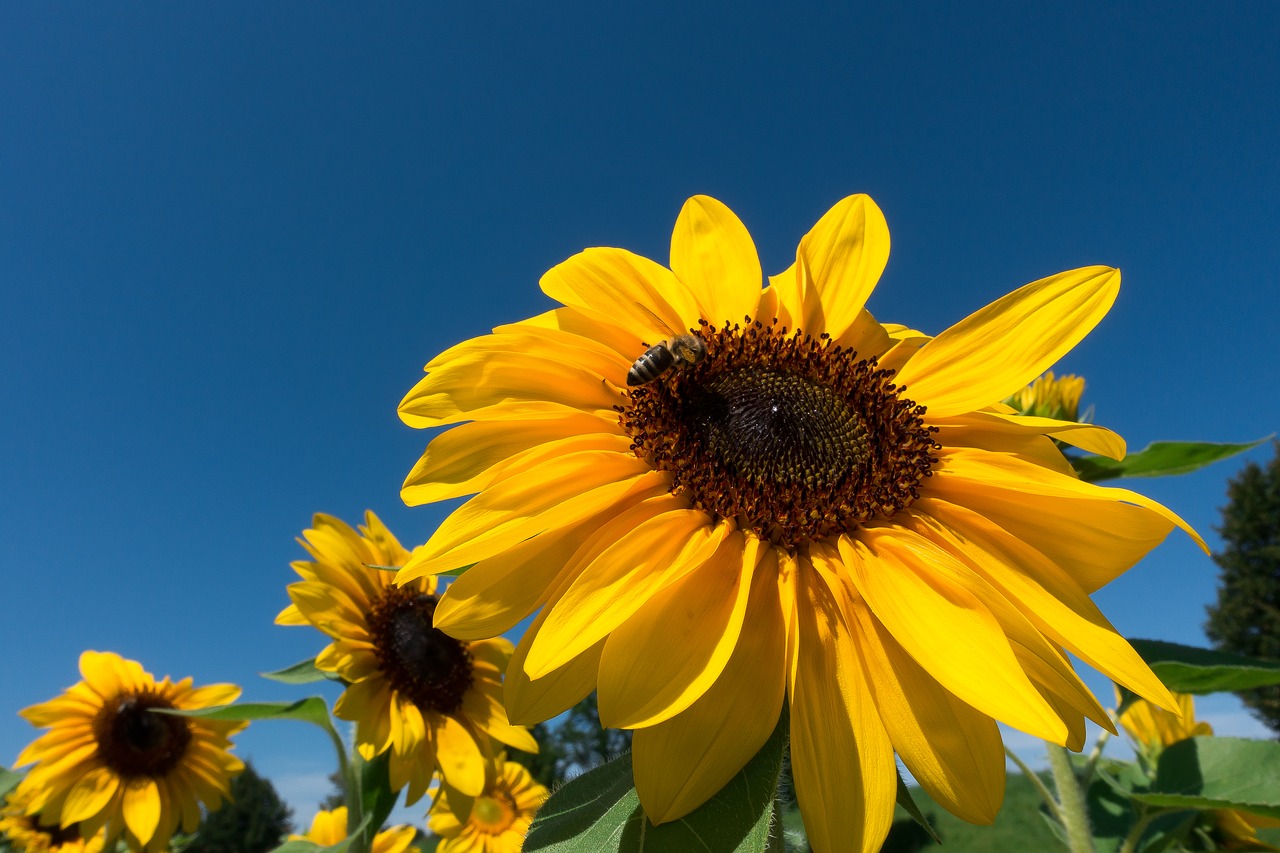 Saulės Gėlė, Helianthus Annuus, Gėlė, Gamta, Žiedas, Žydėti, Geltona, Žalias, Saulėtas, Dangus