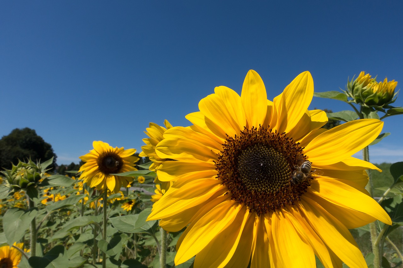 Saulės Gėlė, Helianthus Annuus, Gėlė, Gamta, Žiedas, Žydėti, Geltona, Žalias, Saulėtas, Dangus