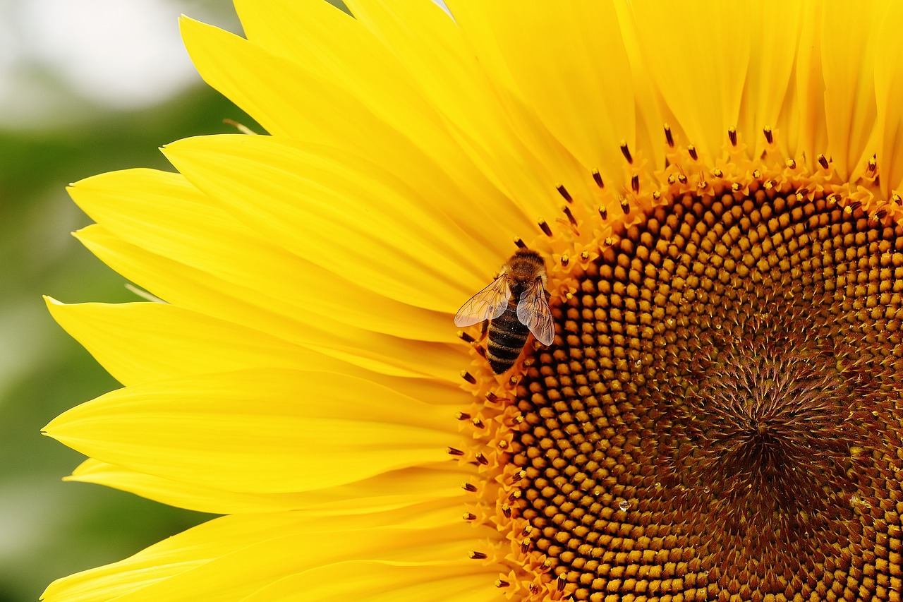 Saulės Gėlė, Bitės, Vasara, Sodas, Žiedas, Žydėti, Geltona, Vabzdys, Helianthus, Gamta