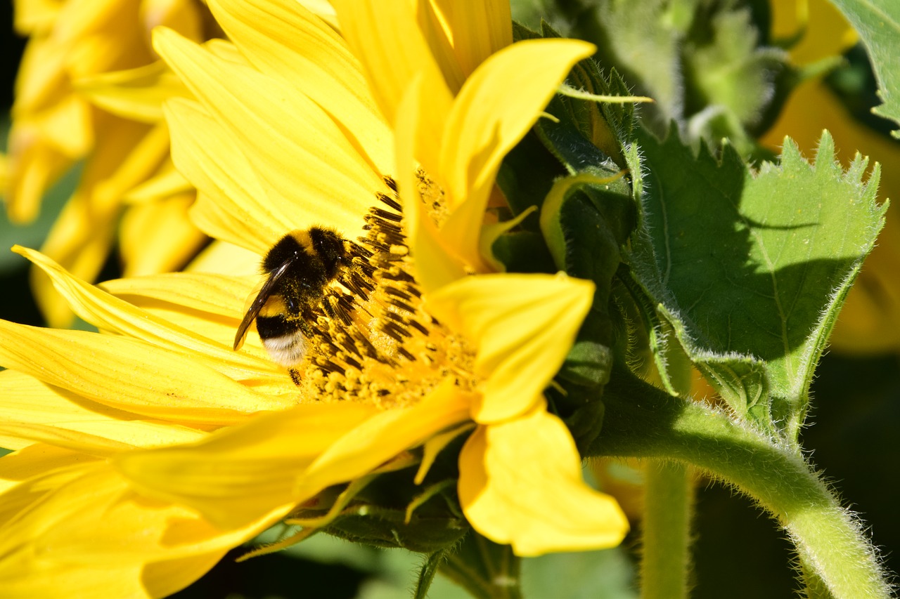 Saulės Gėlė, Hummel, Žiedas, Žydėti, Vasara, Uždaryti, Geltona, Gamta, Apdulkinimas, Makro