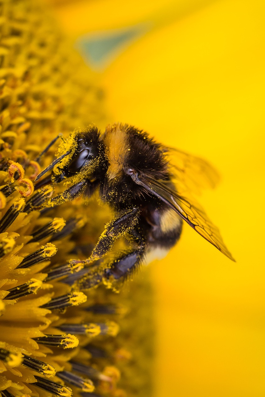 Saulės Gėlė, Hummel, Vabzdys, Vasara, Gamta, Geltona, Žiedas, Žydėti, Saulėtas, Nemokamos Nuotraukos