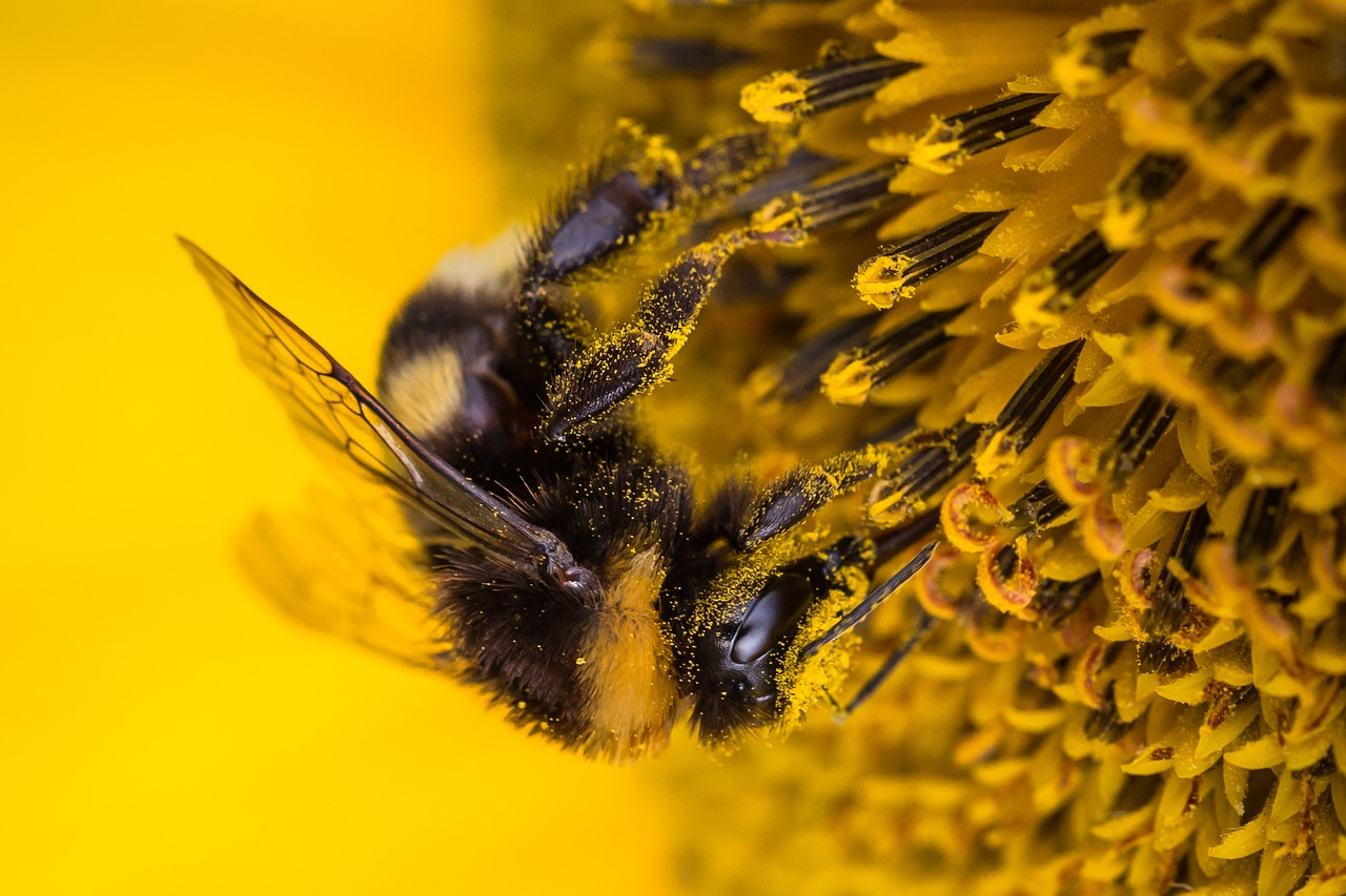 Saulės Gėlė, Hummel, Vabzdys, Vasara, Gamta, Geltona, Žiedas, Žydėti, Saulėtas, Nemokamos Nuotraukos