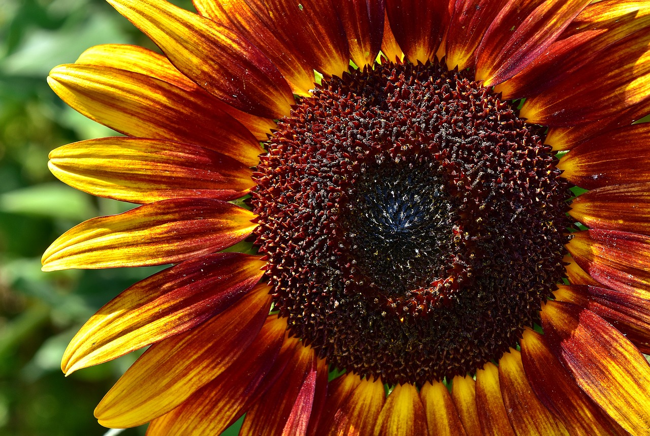 Saulės Gėlė, Vasara, Sodas, Žiedas, Žydėti, Geltona, Vabzdys, Helianthus, Gamta, Apdulkinimas