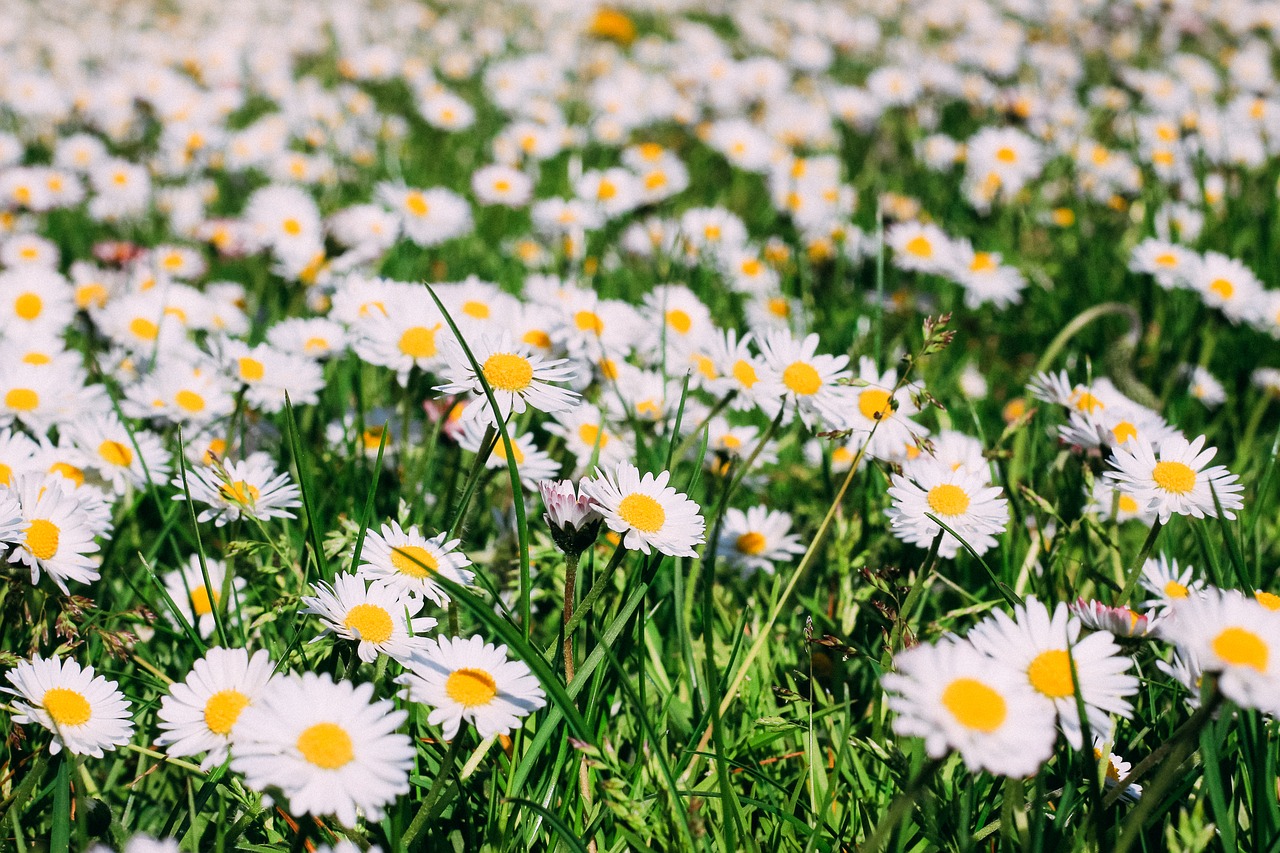 Saulės Gėlė, Daisy, Gamta, Vasara, Pavasaris, Žiedas, Žydėti, Gražus, Saulė, Šviesus