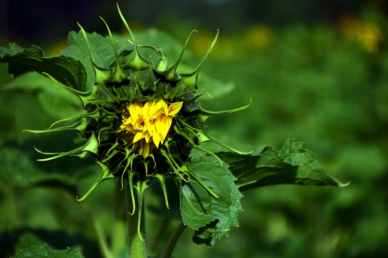 Saulės Gėlė, Žalias, Geltona, Budas, Augalas, Vasara, Laukas, Gamta, Helianthus, Gėlė