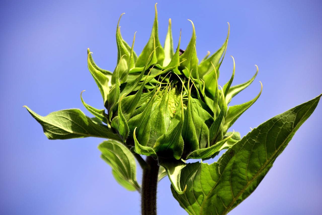 Saulės Gėlė, Budas, Saulėgrąžų Pumpuras, Vasara, Augalas, Gamta, Žalias, Uždaryti, Lapai, Helianthus