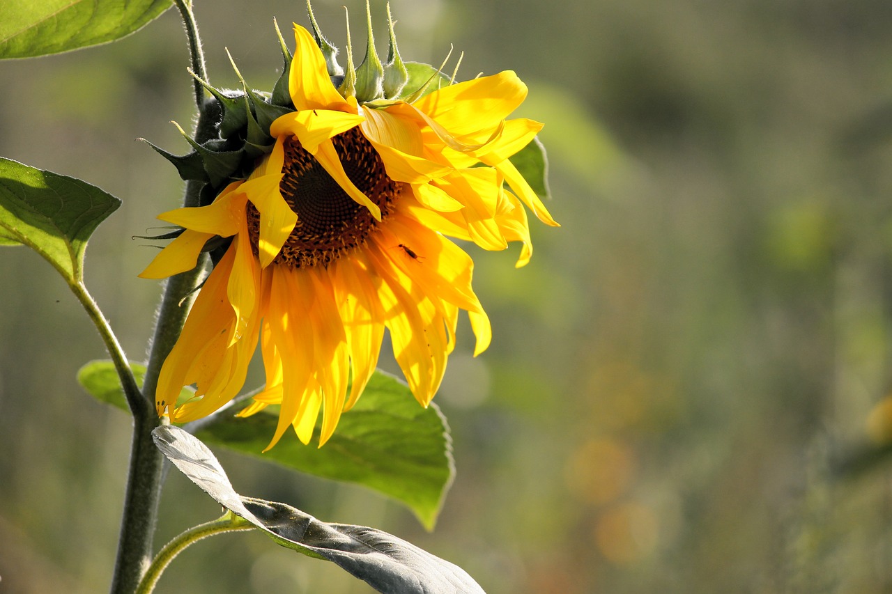 Saulės Gėlė, Žiedas, Žydėti, Helianthus, Geltona, Vasara, Gėlė, Augalas, Gamta, Sodas