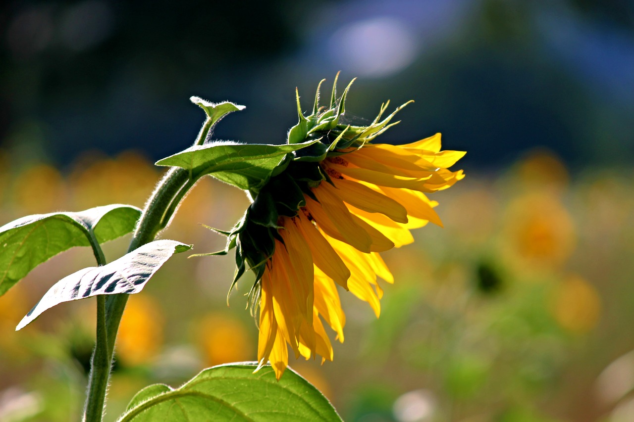 Saulės Gėlė, Žiedas, Žydėti, Helianthus, Geltona, Vasara, Gėlė, Augalas, Gamta, Sodas