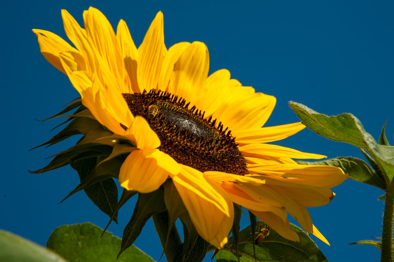 Saulės Gėlė, Dangaus Mėlynumo, Geltona, Gėlė, Gamta, Žiedas, Žydėti, Flora, Augalas, Žalias