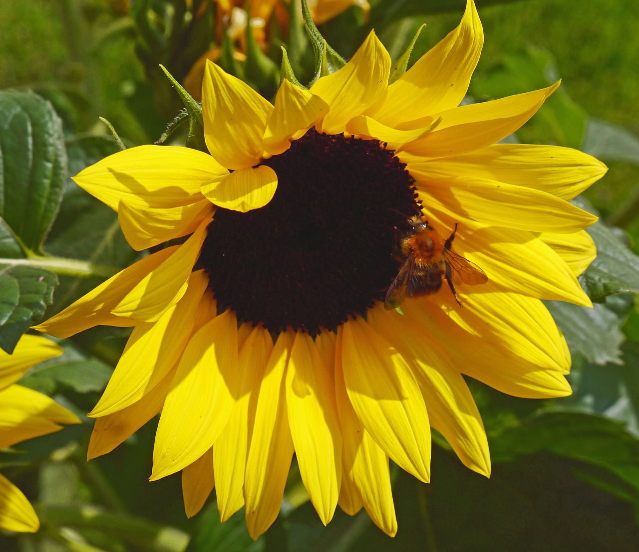 Saulėgrąžų,  Žiedas,  Žydi,  Geltona,  Hummel,  Vabzdys,  Floros,  Augalų,  Vasara,  Šviesus