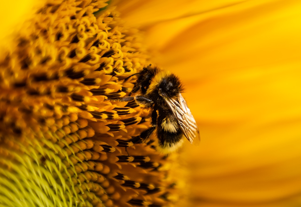 Saulėgrąžų,  Hummel,  Pabarstyti,  Iš Arti,  Žiedadulkės,  Pobūdį,  Geltona, Nemokamos Nuotraukos,  Nemokama Licenzija