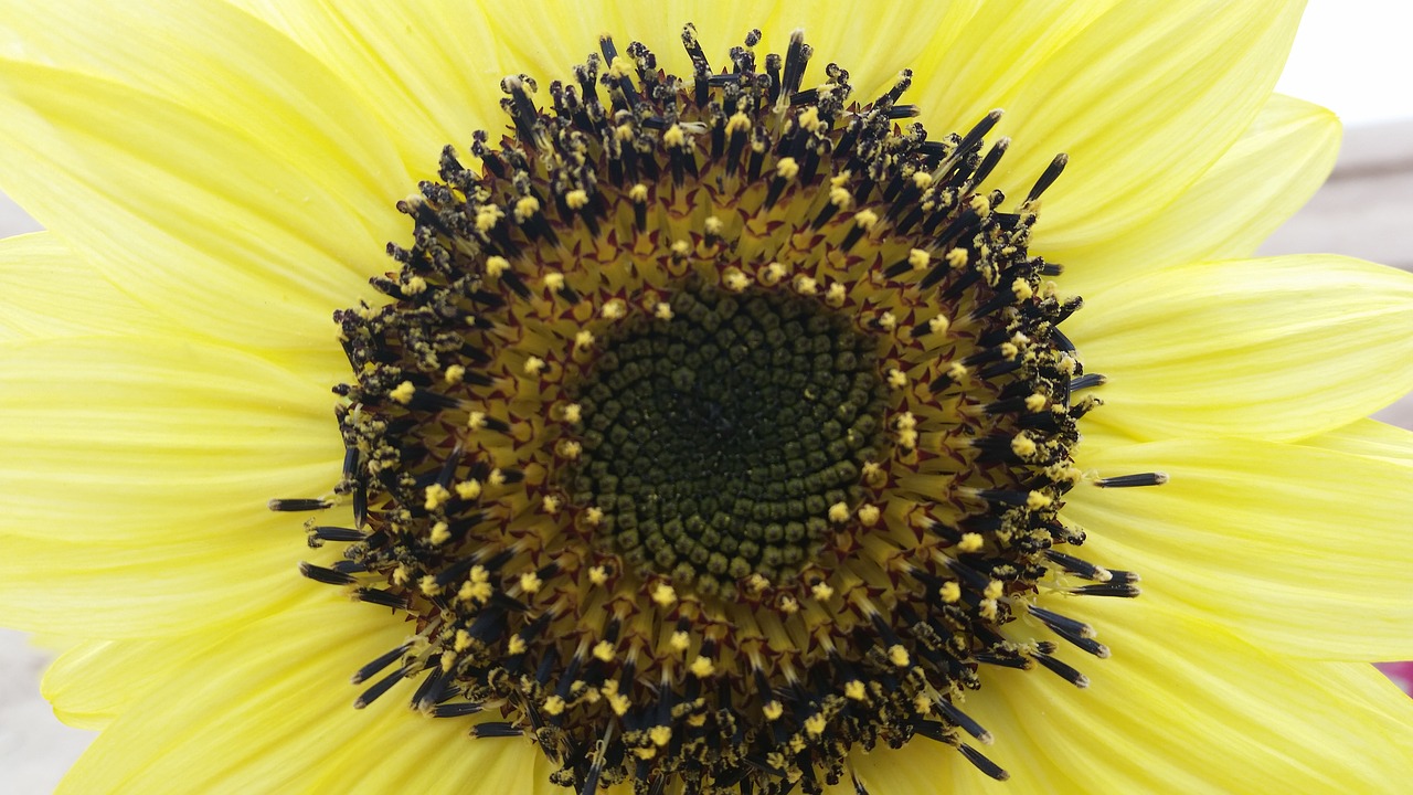 Sun Flower,  Saulė,  Gėlė,  Pobūdį,  Žiedas,  Žydi,  Vasara,  Saulėgrąžų,  Šviesus,  Sodas