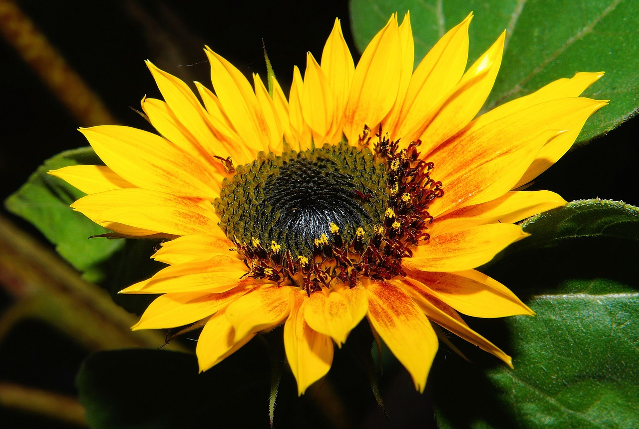 Saulės Gėlė, Žiedas, Žydėti, Geltona, Vasara, Uždaryti, Flora, Šviesus, Žiedlapiai, Helianthus