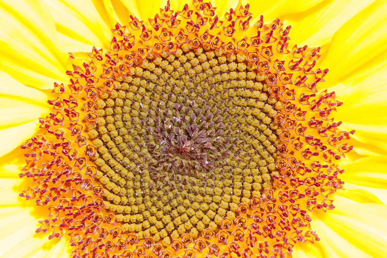 Saulės Gėlė, Helianthus Annuus, Gėlė, Gamta, Augalas, Žiedas, Žydėti, Geltona, Žiedynas, Gražus