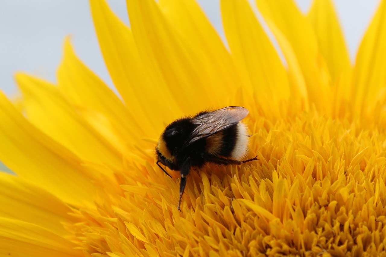 Saulės Gėlė, Hummel, Gėlė, Geltona, Apdulkinimas, Žiedas, Žydėti, Gamta, Vasara, Vabzdys