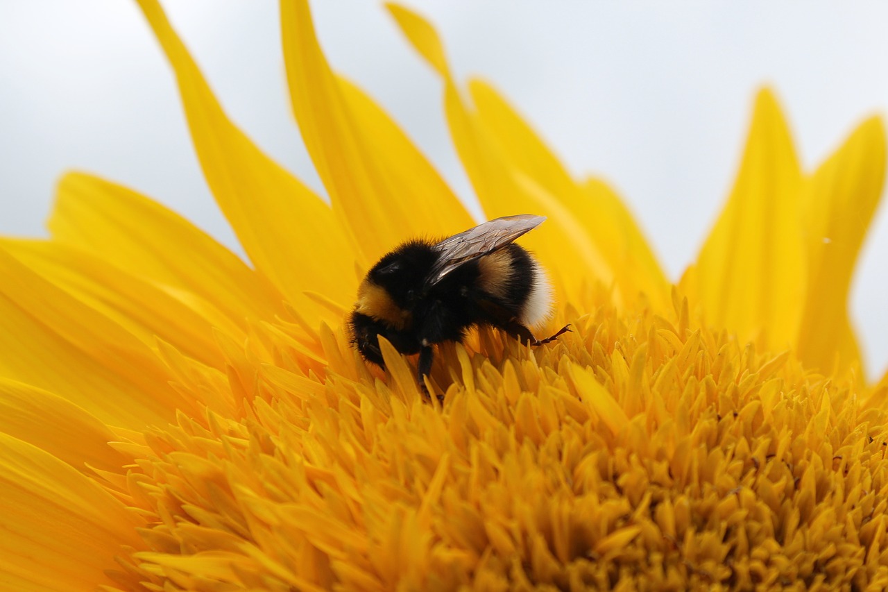 Saulės Gėlė, Hummel, Gėlė, Geltona, Apdulkinimas, Žiedas, Žydėti, Gamta, Vasara, Vabzdys