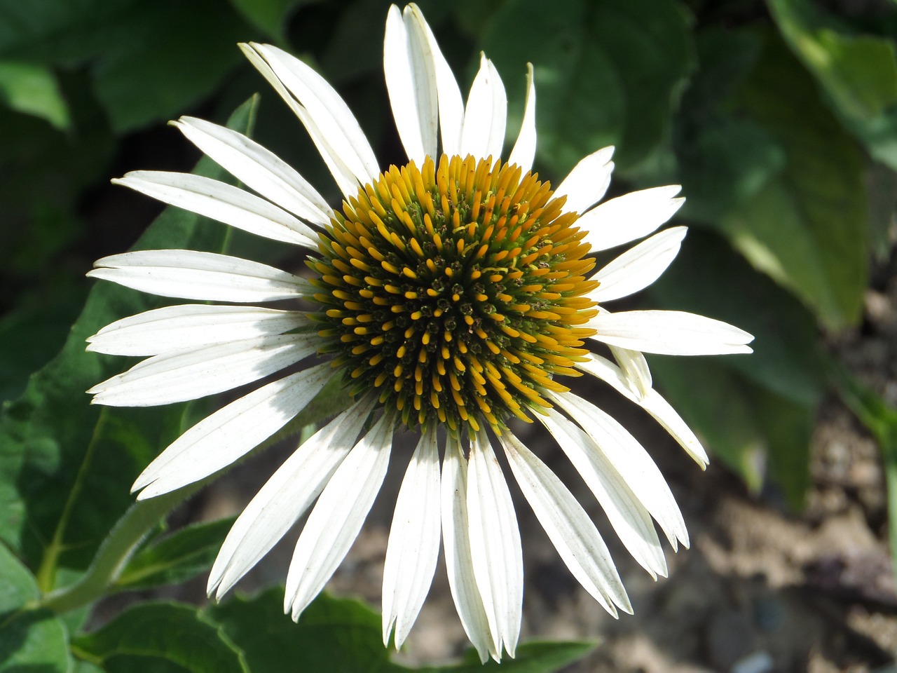 Saulės Skrybėlė, Gėlė, Balta, Geltona, Makro, Echinacea, Žiedas, Žydėti, Uždaryti, Vasara