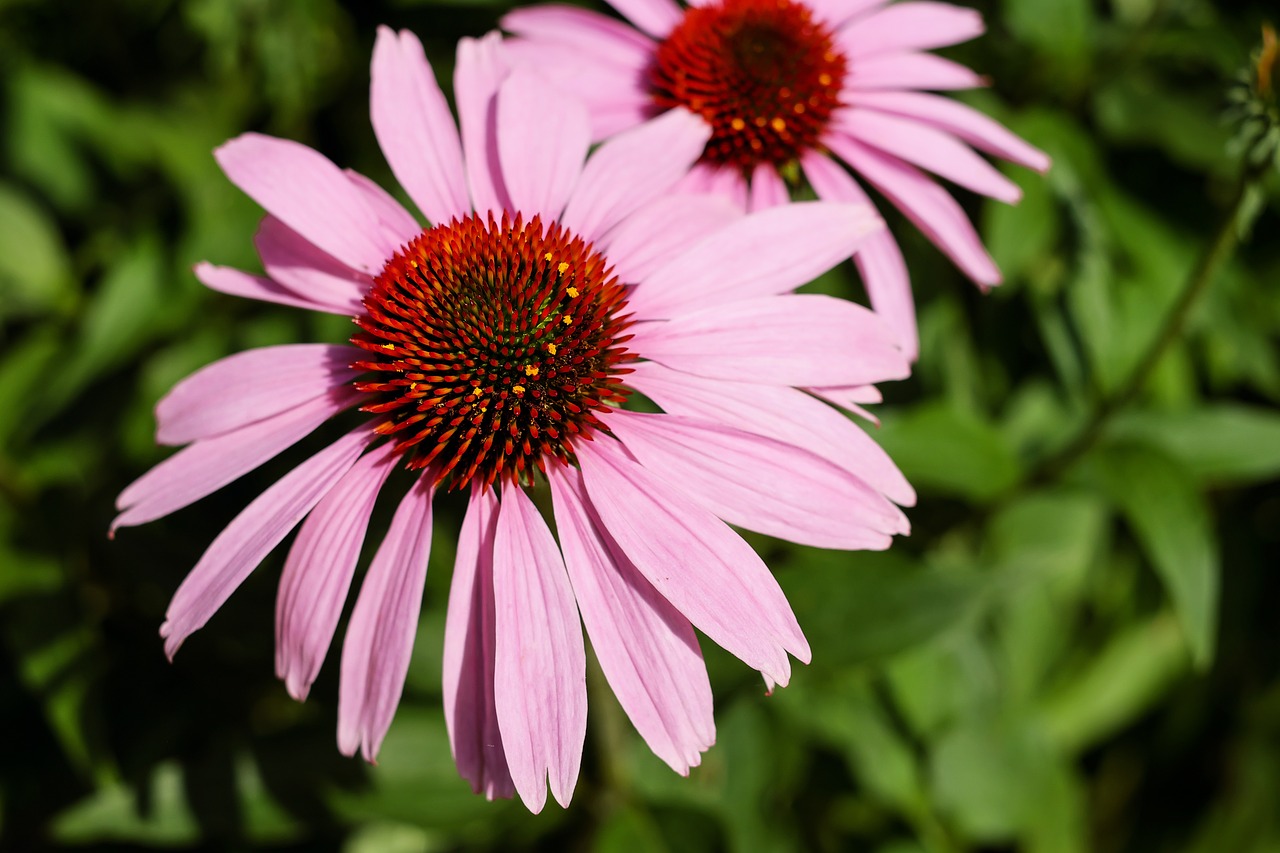 Saulės Skrybėlė, Gėlė, Žiedas, Žydėti, Gėlių Krepšelis, Violetinė Voveraitė, Echinacea, Nemokamos Nuotraukos,  Nemokama Licenzija