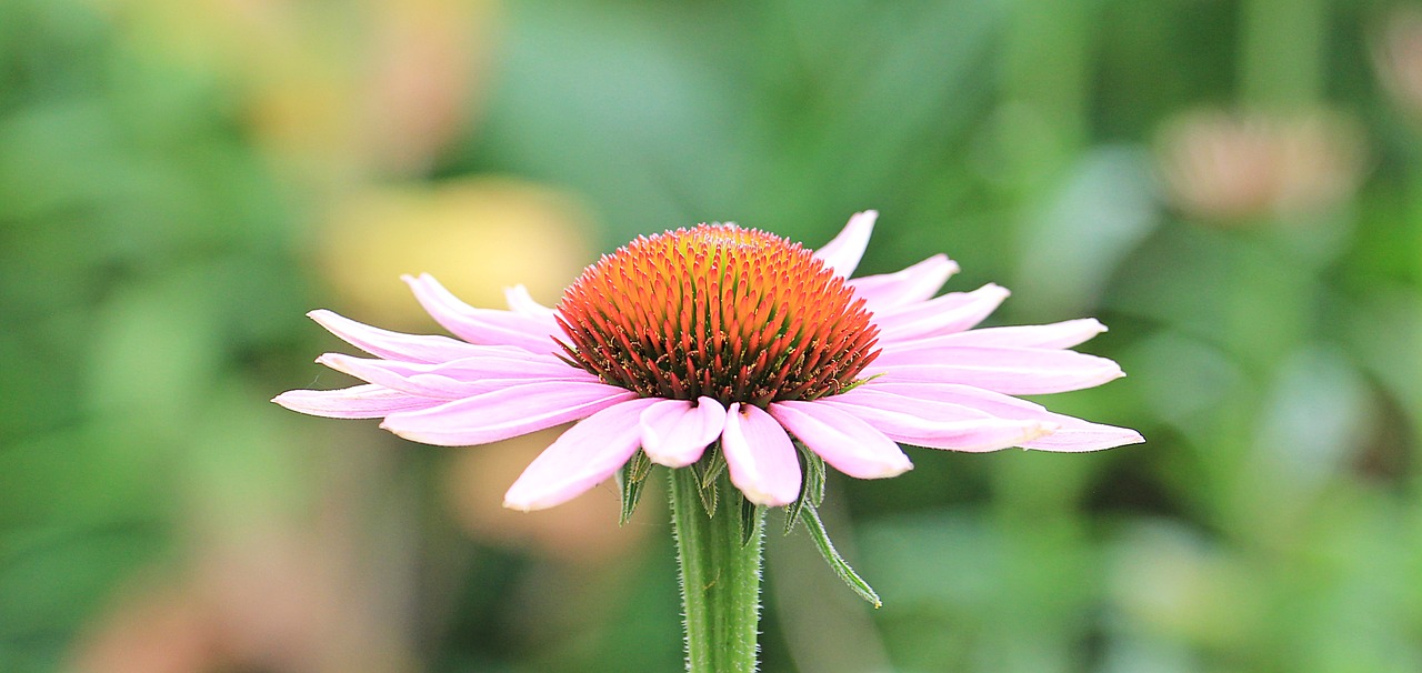 Saulės Skrybėlė, Pallida, Echinacea, Gėlė, Žiedas, Žydėti, Vasara, Žydėti, Gamta, Rožinis