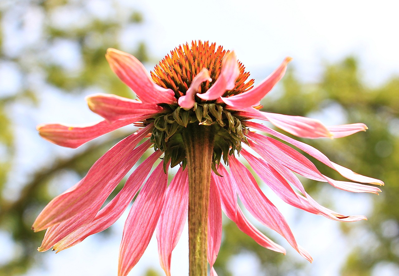 Saulės Skrybėlė, Pallida, Echinacea, Gėlė, Žiedas, Žydėti, Vasara, Žydėti, Gamta, Rožinis