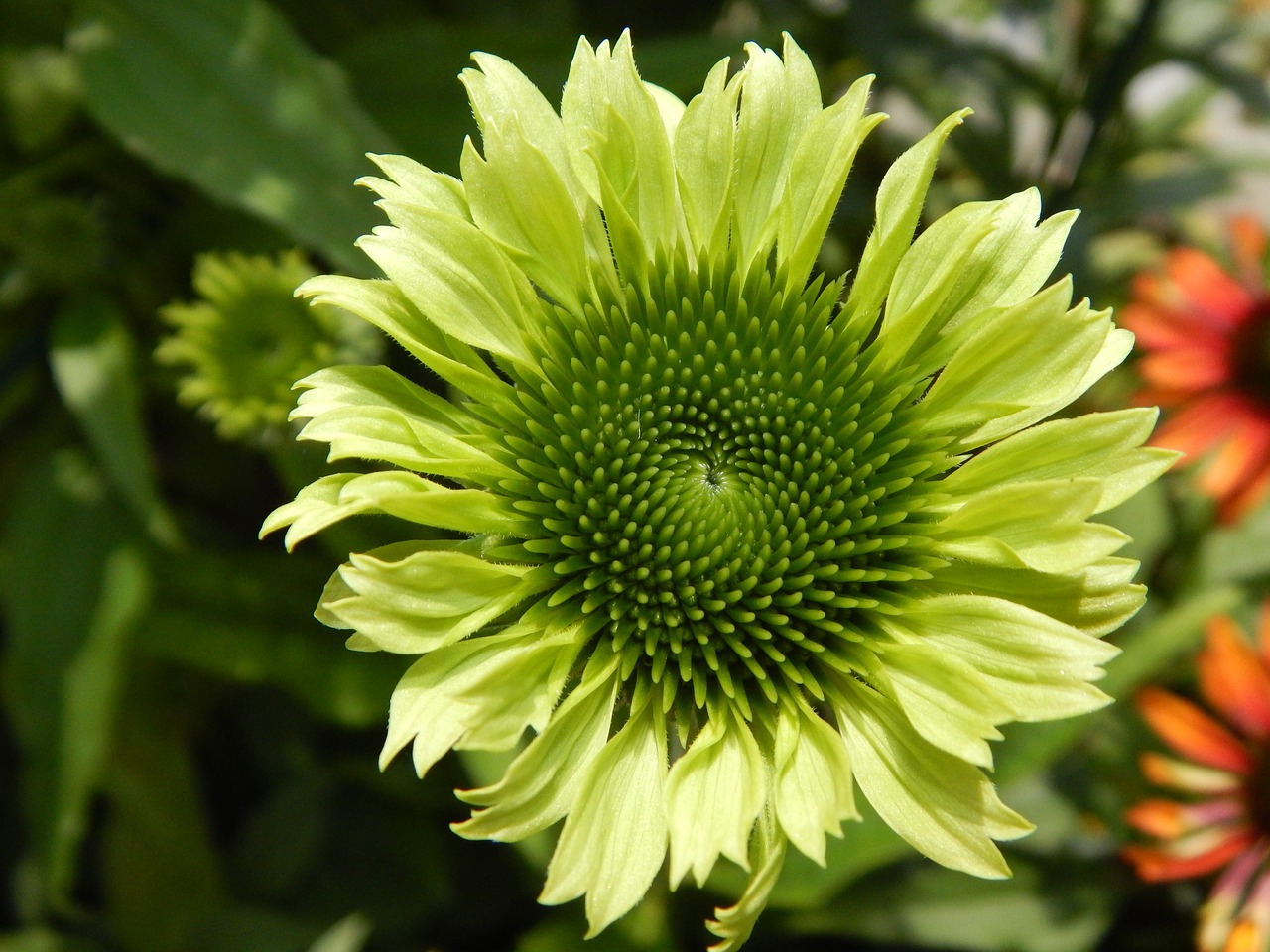 Saulės Skrybėlė, Žalias, Echinacea, Žiedas, Žydėti, Gėlė, Gamta, Augalas, Vasara, Uždaryti