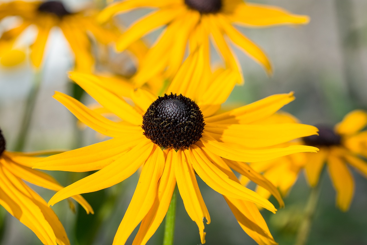 Saulės Skrybėlė, Echinacea, Geltona, Oranžinė, Žiedas, Žydėti, Žiedlapiai, Gėlė, Geltona Gėlė, Vasara