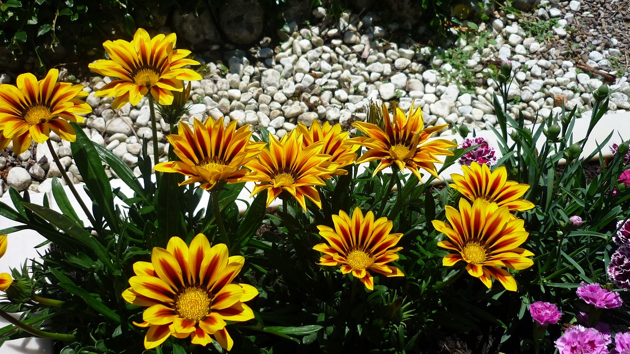 Saulės Skrybėlė, Rudbeckia, Gražus Veisimas, Vokiečių Gėlė, Aukso Geltona, Saulėta Vieta, Nemokamos Nuotraukos,  Nemokama Licenzija