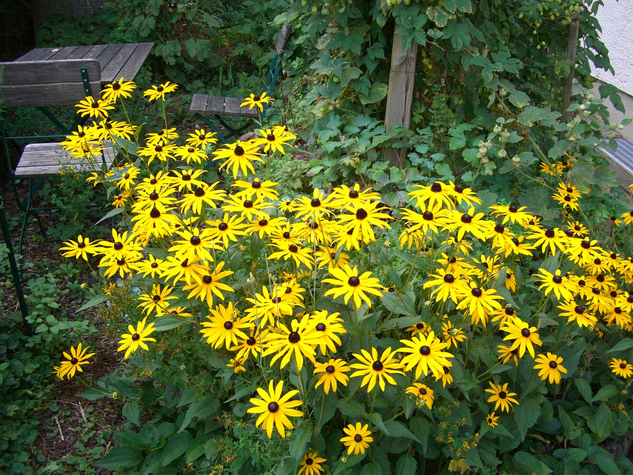 Saulės Skrybėlė, Rudbeckia Fulgida, Žiedas, Žydėti, Geltona, Nemokamos Nuotraukos,  Nemokama Licenzija