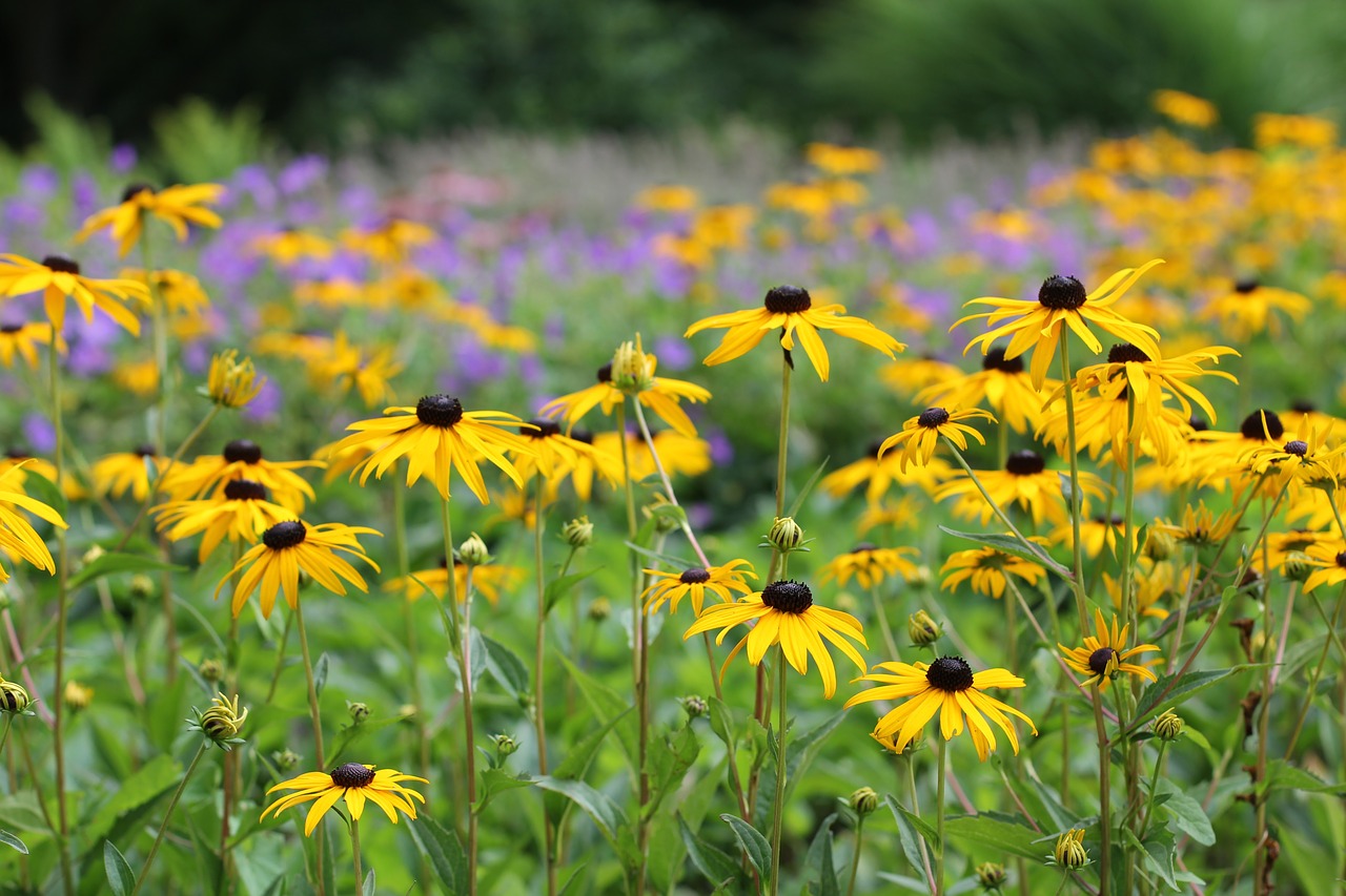 Saulės Skrybėlė, Gėlė, Rudbeckia Rūšys, Rudbeckia, Paprastas Sonnenhut, Echinacea, Žiedas, Žydėti, Uždaryti, Šviečianti Jautiena