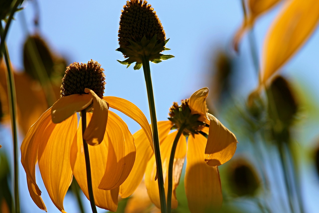 Saulės Skrybėlė, Echinacea, Korblütler, Gėlė, Vaistinis Augalas, Uždaryti, Gamta, Vasara, Augalas, Stiprus