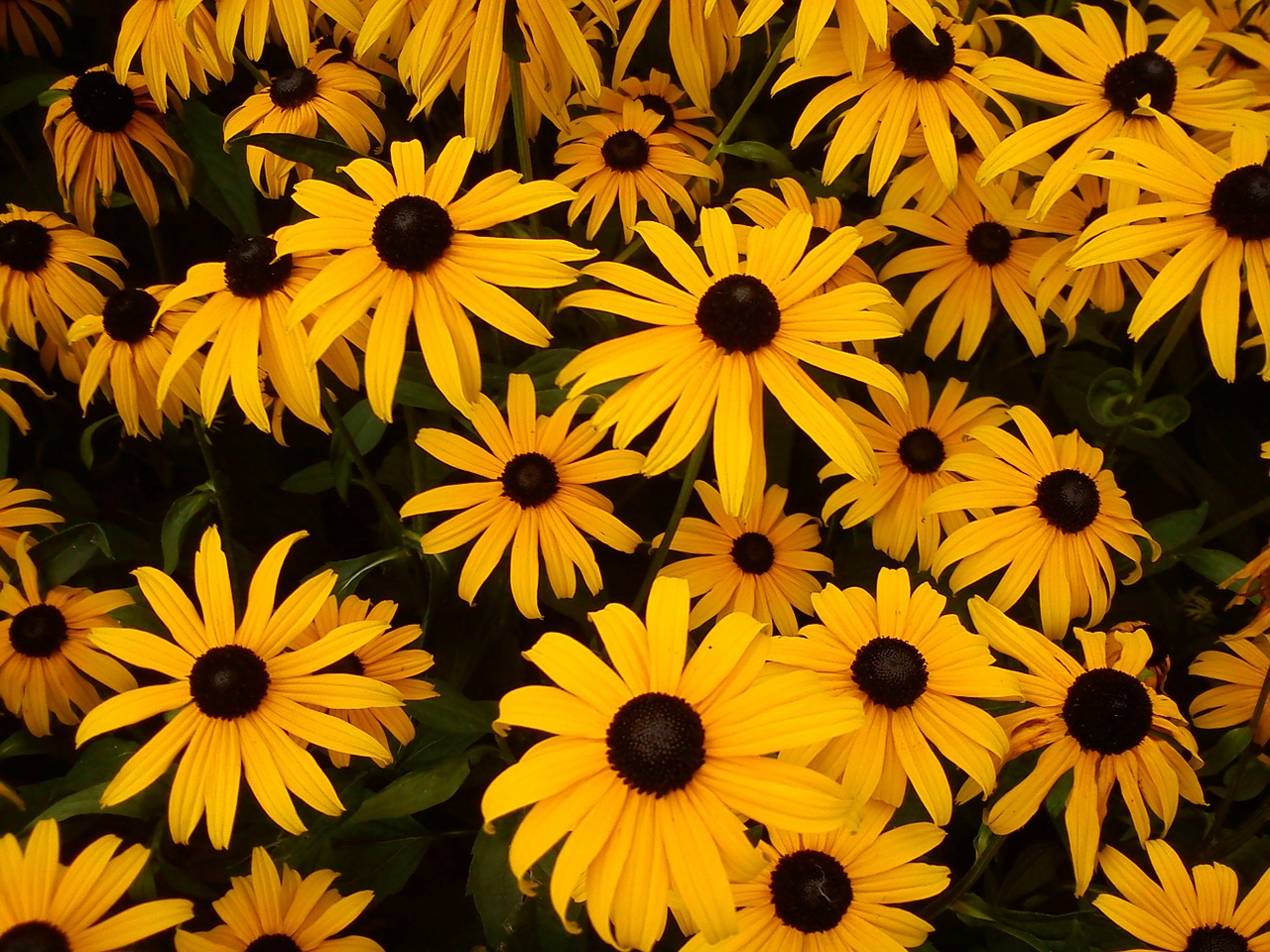 Saulės Skrybėlė, Gėlė, Geltona, Juoda, Rudbeckia Fulgida, Paprastas Sonnenhut, Šviečianti Jautiena, Nemokamos Nuotraukos,  Nemokama Licenzija