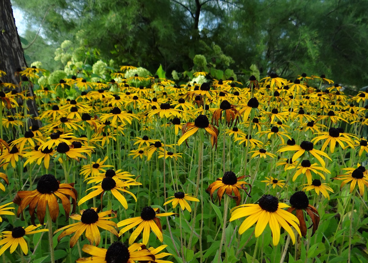 Saulės Skrybėlė, Rudbeckia Fulgida, Krepšelio Gėlių Šiltnamiai, Šviečianti Jautiena, Sodo Gėlės, Laukas, Gamta, Kraštovaizdis, Nemokamos Nuotraukos,  Nemokama Licenzija