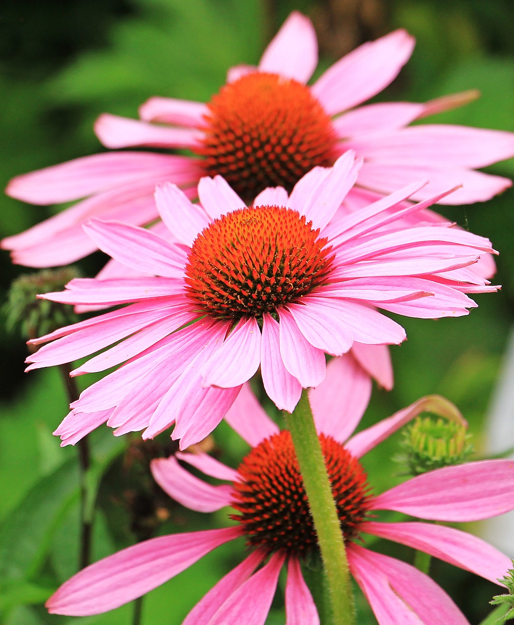 Saulės Skrybėlės, Ežiukai, Echinacea, Gėlė, Gėlės, Vasara, Žydėti, Gamta, Rožinis, Flora