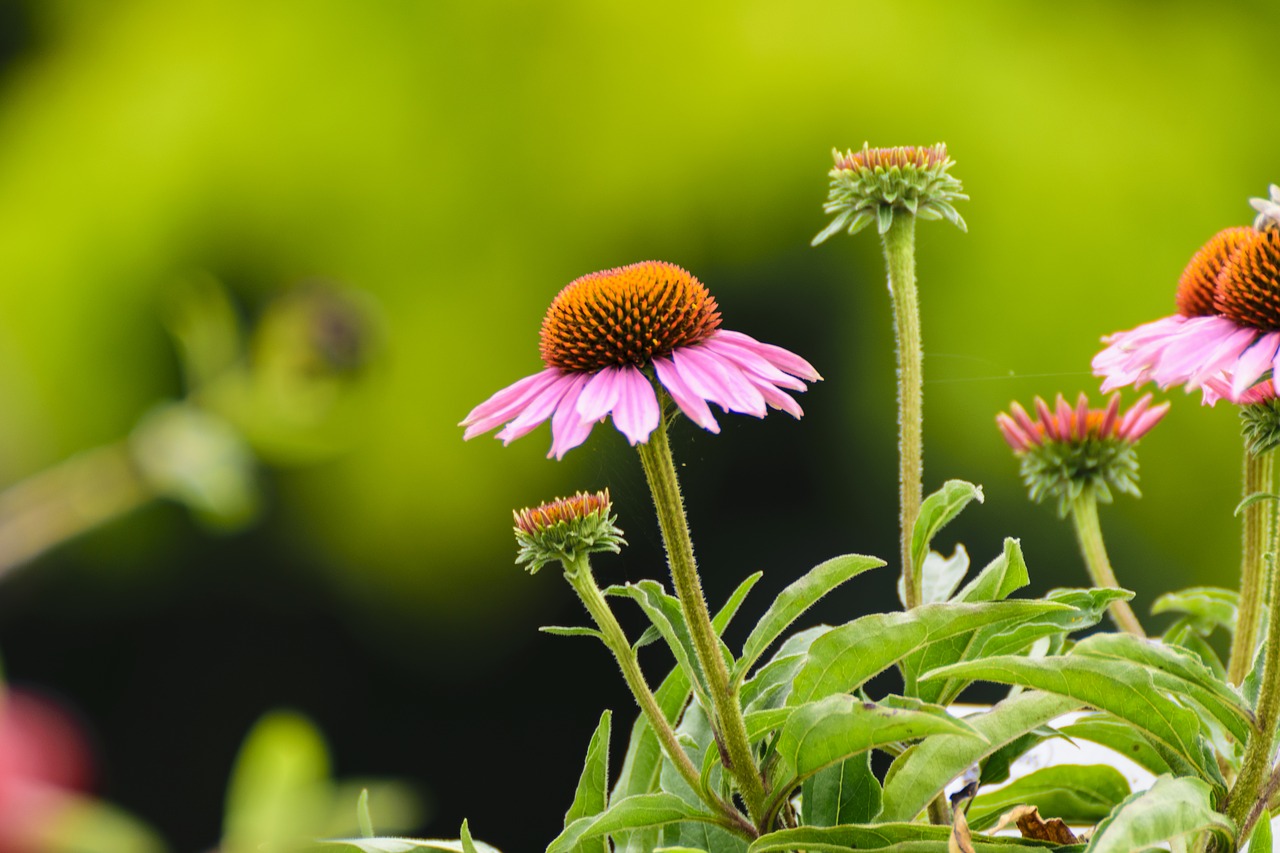 Saulės Skrybėlės, Gėlė, Saulės Skrybėlė, Paprastas Sonnenhut, Augalas, Sodas, Echinacea, Uždaryti, Violetinė Voveraitė, Gėlių Krepšelis