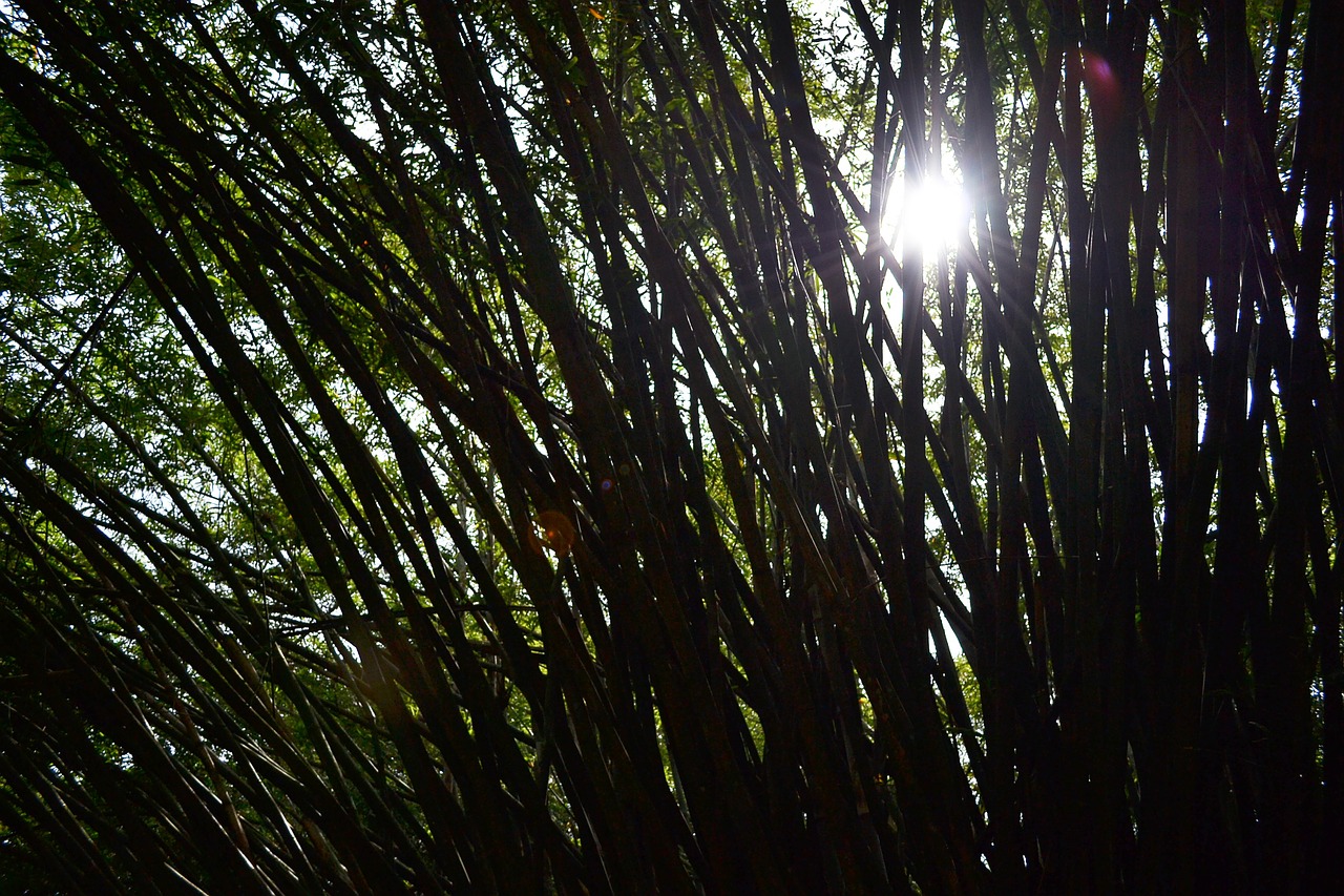 Saulės Šviesa, Bambukas, Bambuko Medžiai, Medžiai, Gamta, Sodas, Botanikos, Šri Lanka, Ceilonas, Mawanella