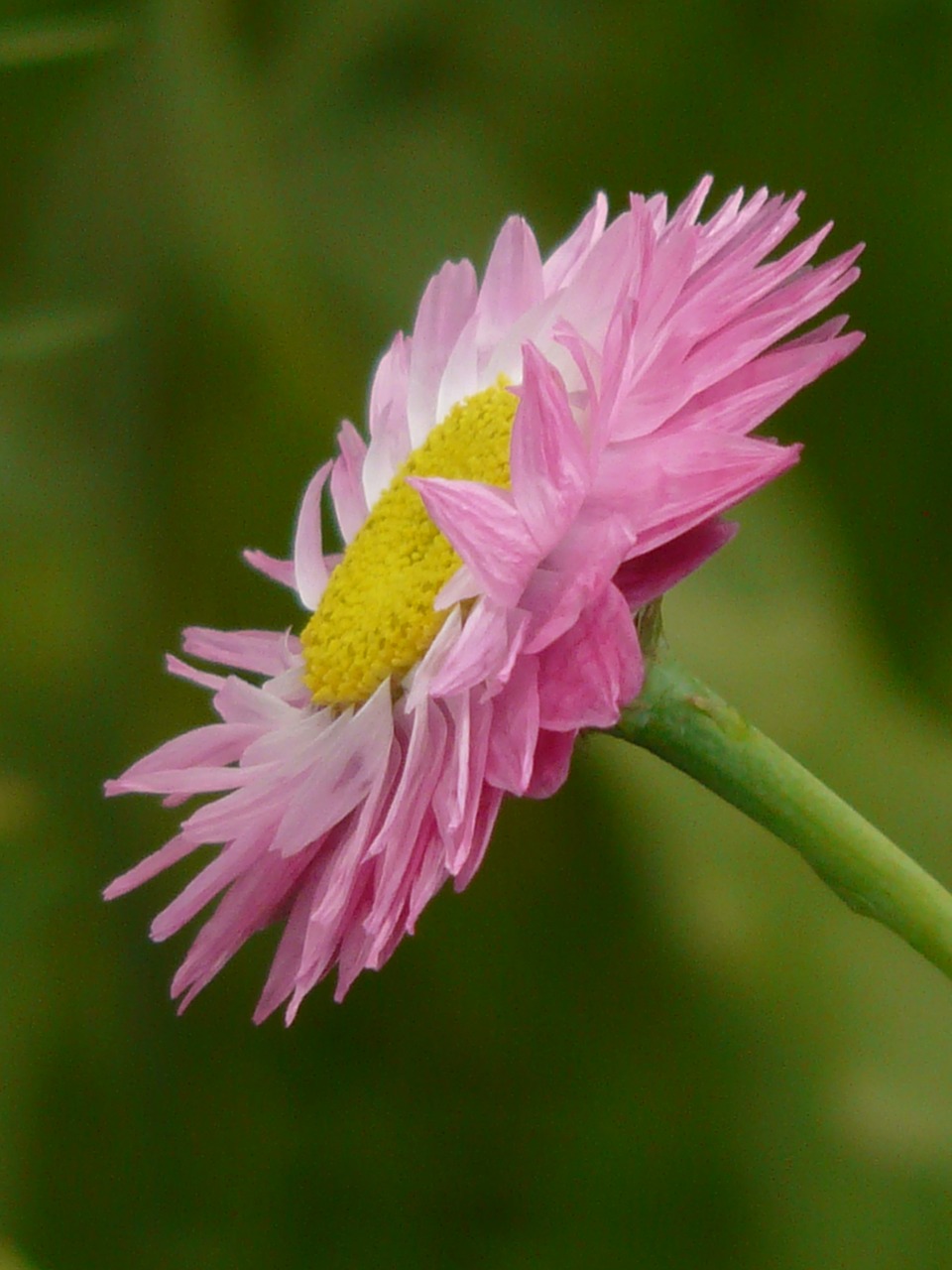 Saulės Spindulys, Gėlė, Žiedas, Žydėti, Rožinis, Balta, Geltona, Rožinis Helipterum Roseum, Vasaros Gėlė, Trockenblume