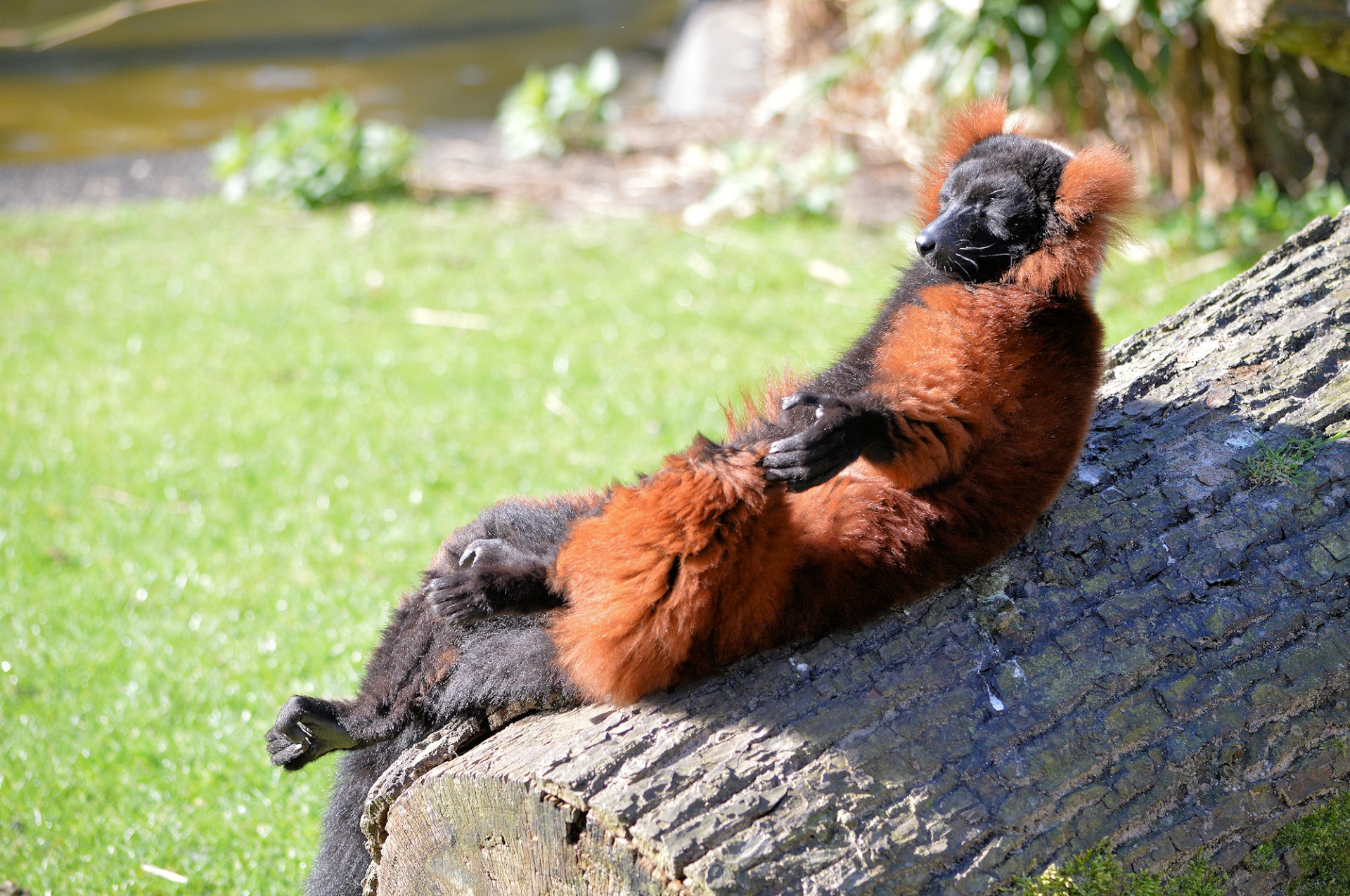 Degintis,  Lemūrai,  Ape,  Zoologijos Sodas,  Gyvūnas,  Beždžionė,  Deginimosi Lemūrai, Nemokamos Nuotraukos,  Nemokama Licenzija