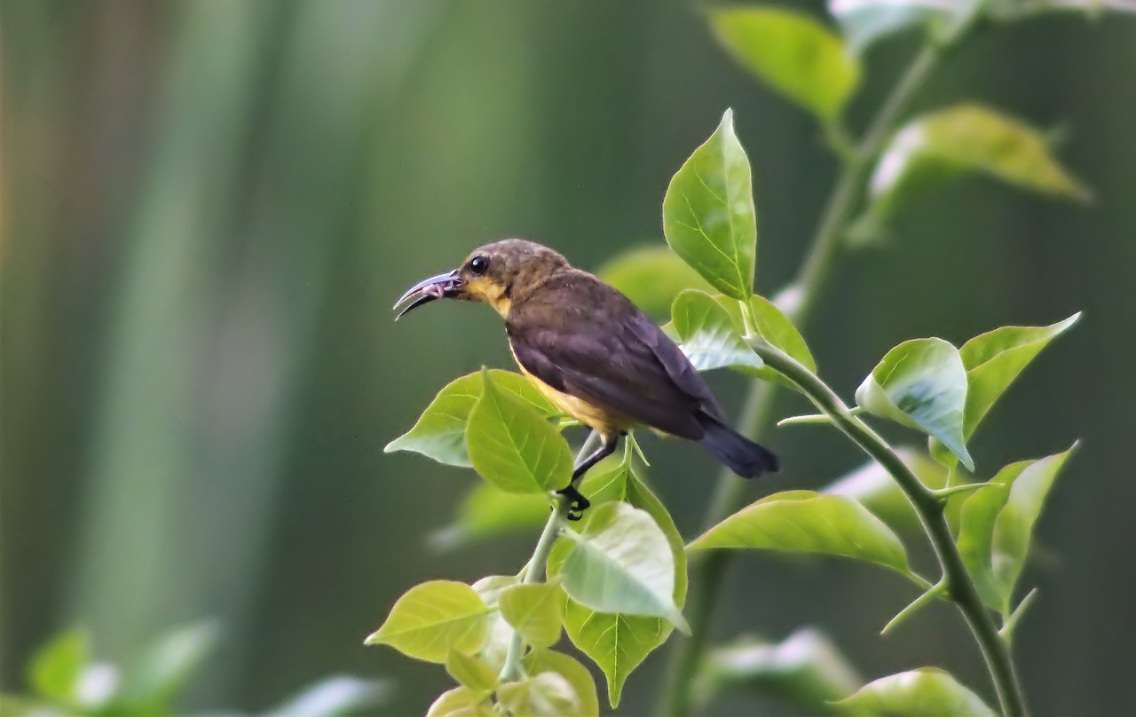 Sunbird,  Alyvuogių-Atgal,  Moteris,  Laukinių,  Gyvūnijos,  Pobūdį,  Natūralus,  Sėdi,  Lauko,  Gyvūnas