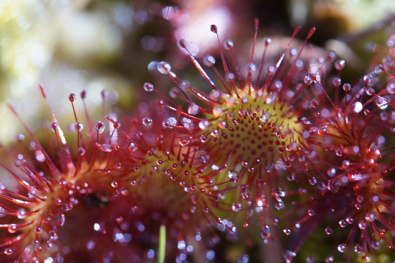 Sundew, Mėsėdis, Augalas, Lipnus, Lašeliai, Čiuptuvai, Sekrecija, Drosera, Mėsėdis, Mėsėdžiai