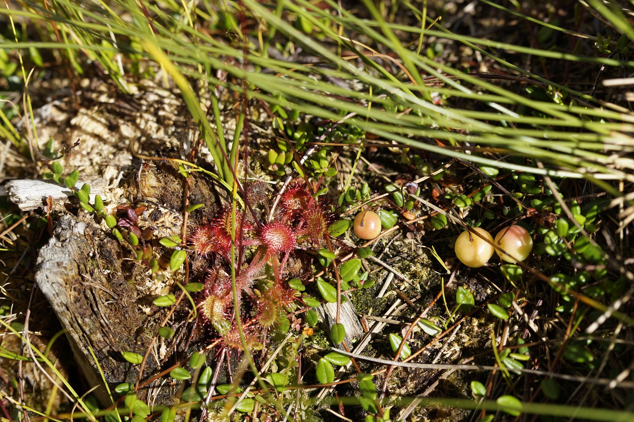 Sundew, Drosera, Čiuptuvai, Augalas, Mėsėdis, Mėsėdis, Mėsėdžiai, Liaukinės Čiuptuvės, Žvejybos Peiliai, Gamta