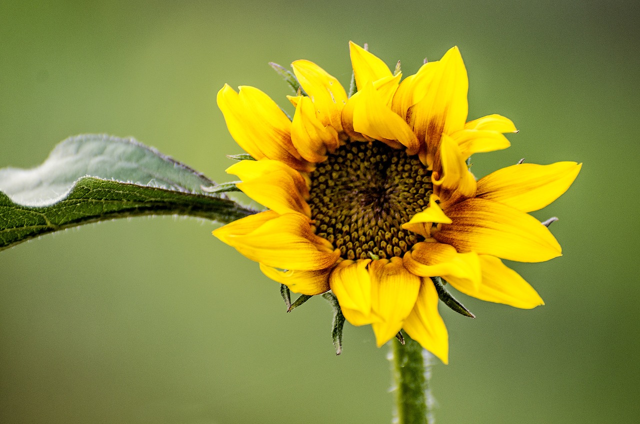 Saulėgrąžos, Gėlė, Wildflower, Geltona, Žalias, Lapai, Gamta, Gėlių, Vasara, Žiedas