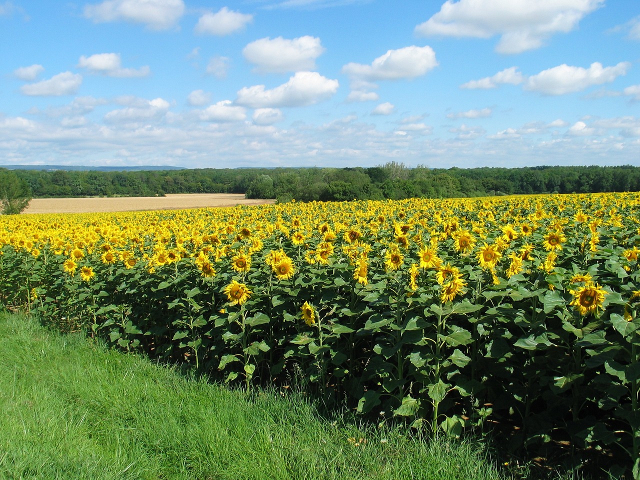 Saulėgrąžos, Flora, Gėlė, Geltona, Laukas, Žemės Ūkio, Kraštovaizdis, Gamta, Nemokamos Nuotraukos,  Nemokama Licenzija