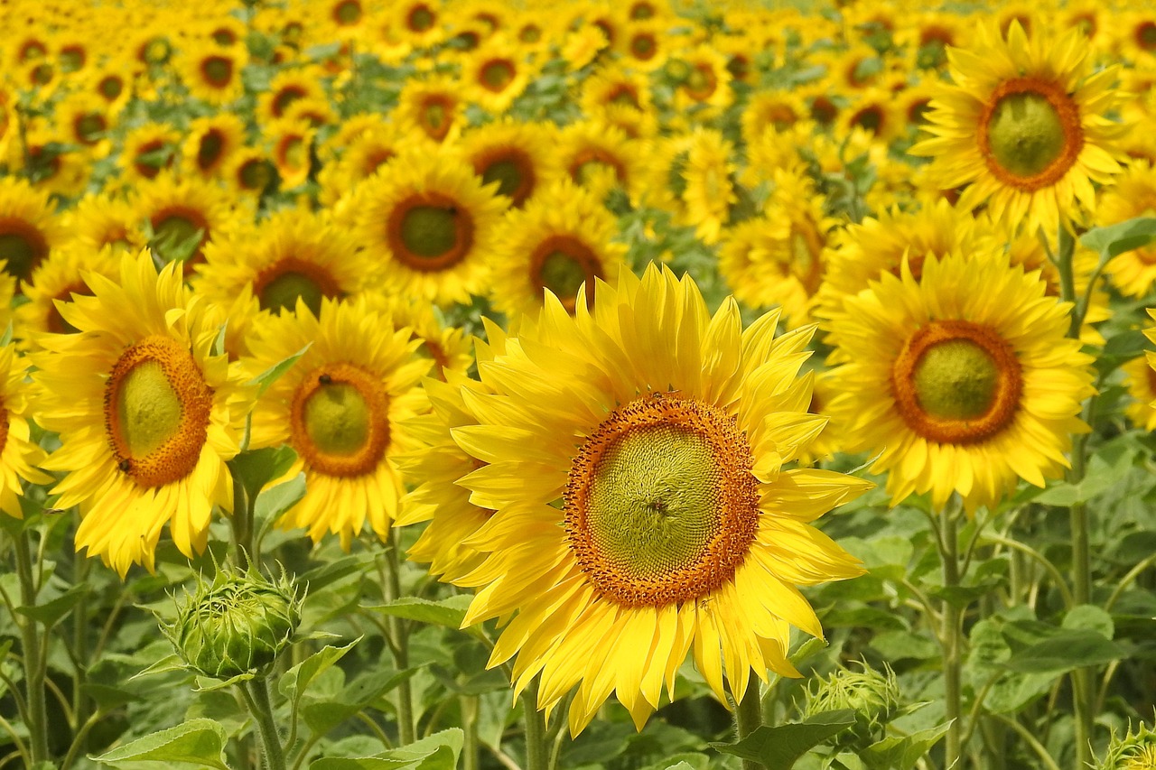 Saulėgrąžos, Žiedas, Žydėti, Geltona, Vasara, Helianthus, Saulėgrąžų Laukas, Nemokamos Nuotraukos,  Nemokama Licenzija