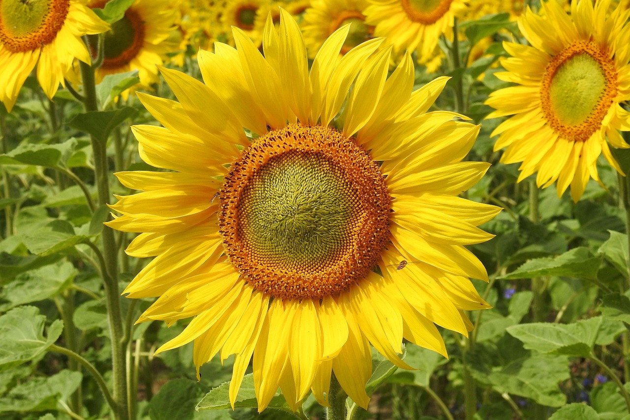 Saulėgrąžos, Žiedas, Žydėti, Geltona, Vasara, Helianthus, Saulėgrąžų Laukas, Nemokamos Nuotraukos,  Nemokama Licenzija