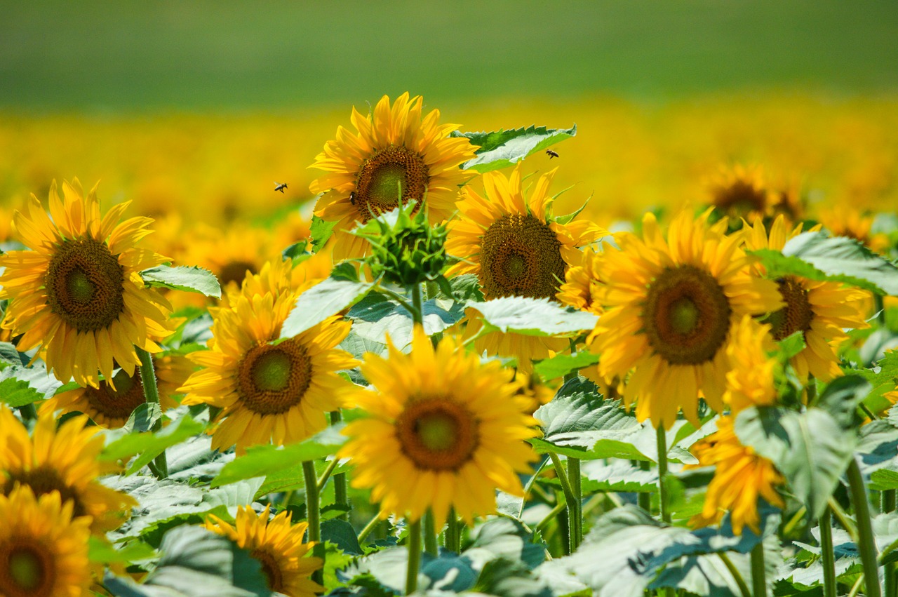 Saulėgrąžos, Helianthus, Gėlė, Geltona, Augalas, Žemdirbystė, Nemokamos Nuotraukos,  Nemokama Licenzija