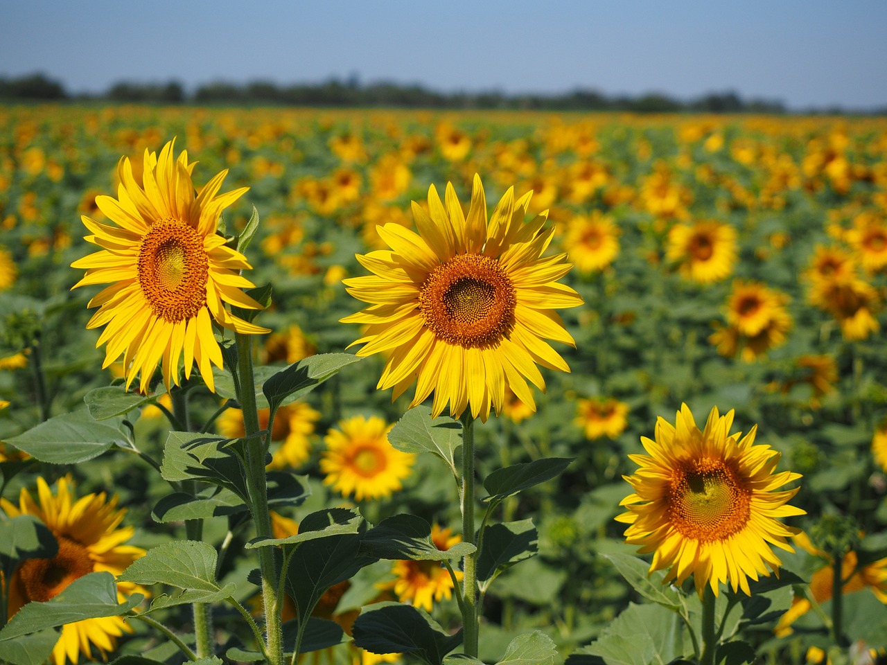 Saulėgrąžos, Saulėgrąžų Laukas, Helianthus Annuus, Gėlė, Gamta, Augalas, Žiedas, Žydėti, Geltona, Žiedynas